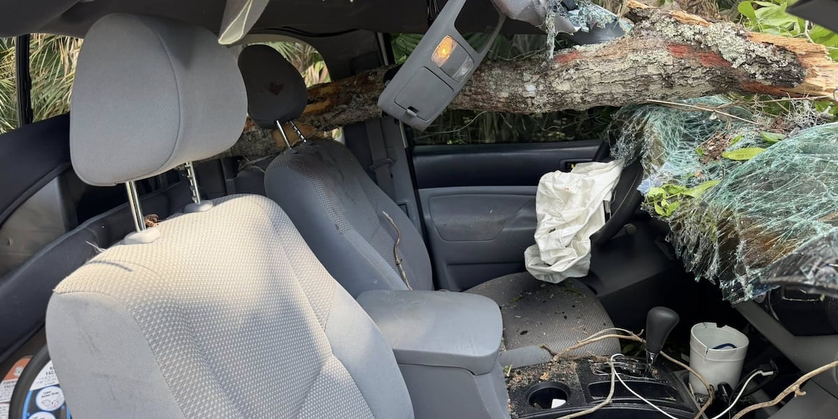 Driver survives after falling oak tree smashes truck's windshield in Martin County