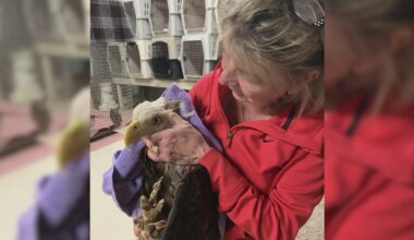 Pioneer Northeast Florida bird rescuer Cindy Mosling dies; family remembers decades of service