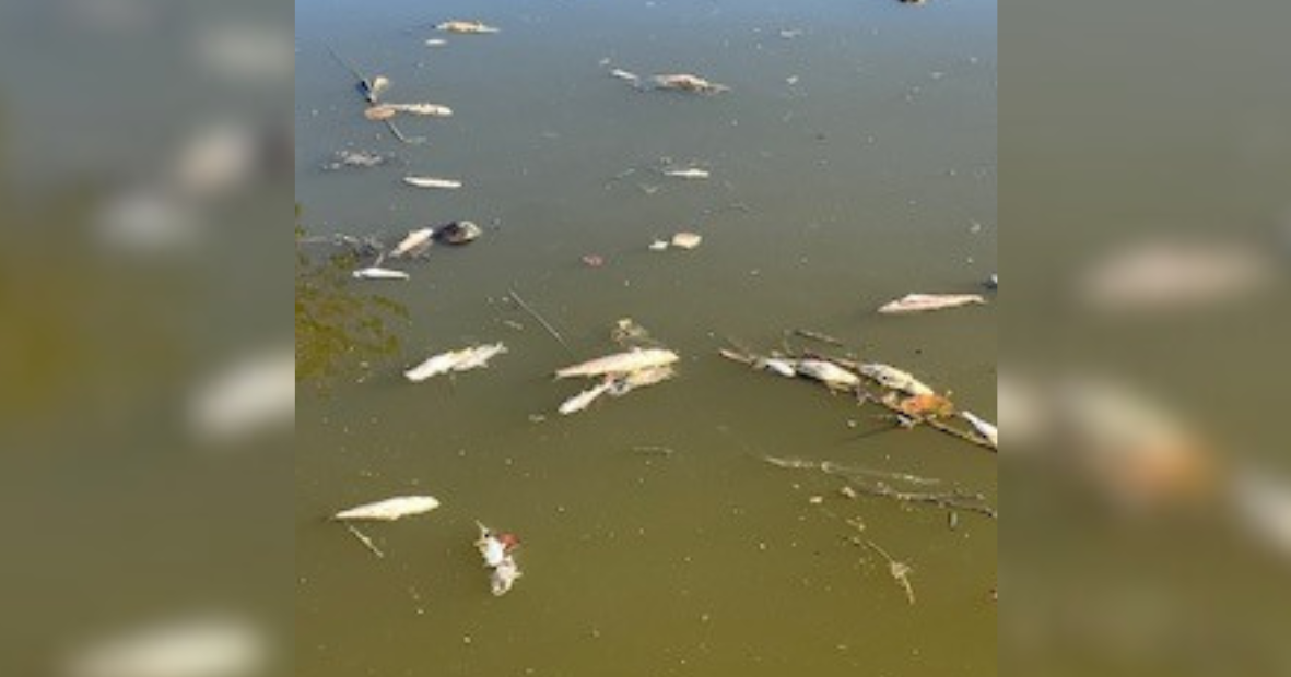Fish kill at Buccaneer Lagoon raises questions, points to preventable causes | Lee County