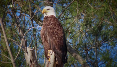 Mother eagle missing from famous North Fort Myers nest | Lee County