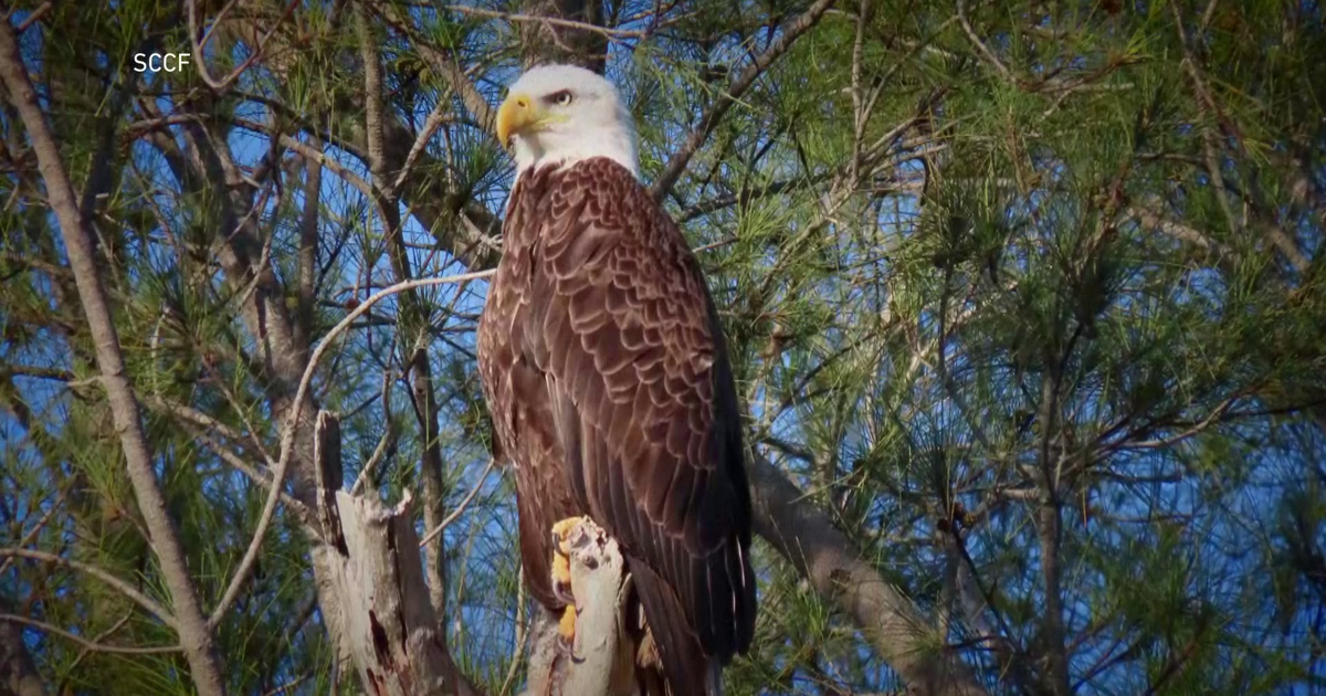 Mother eagle missing from famous North Fort Myers nest | Lee County