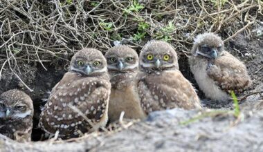 Cape Coral approves $350K annual contract to protect owls | Lee County