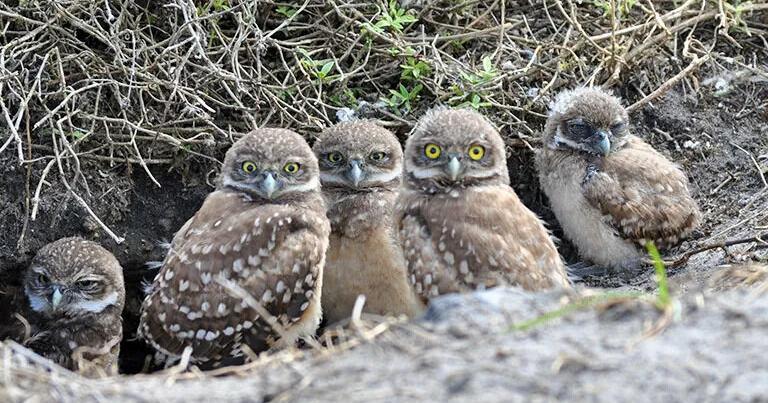 Cape Coral approves $350K annual contract to protect owls | Lee County