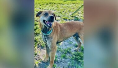 Cape Coral's longest-waiting shelter dog, Jingle, finds forever home | Lee County