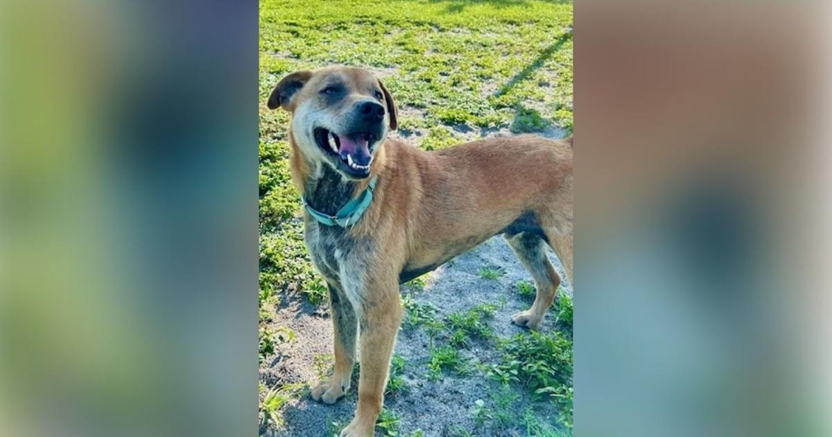 Cape Coral's longest-waiting shelter dog, Jingle, finds forever home | Lee County