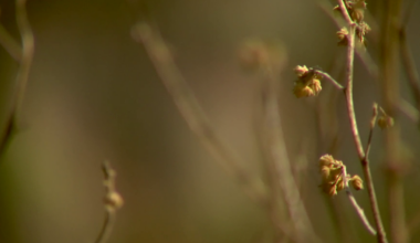 Fire crews battle active brush fire on Carolyn Lane in Lee County | Lee County