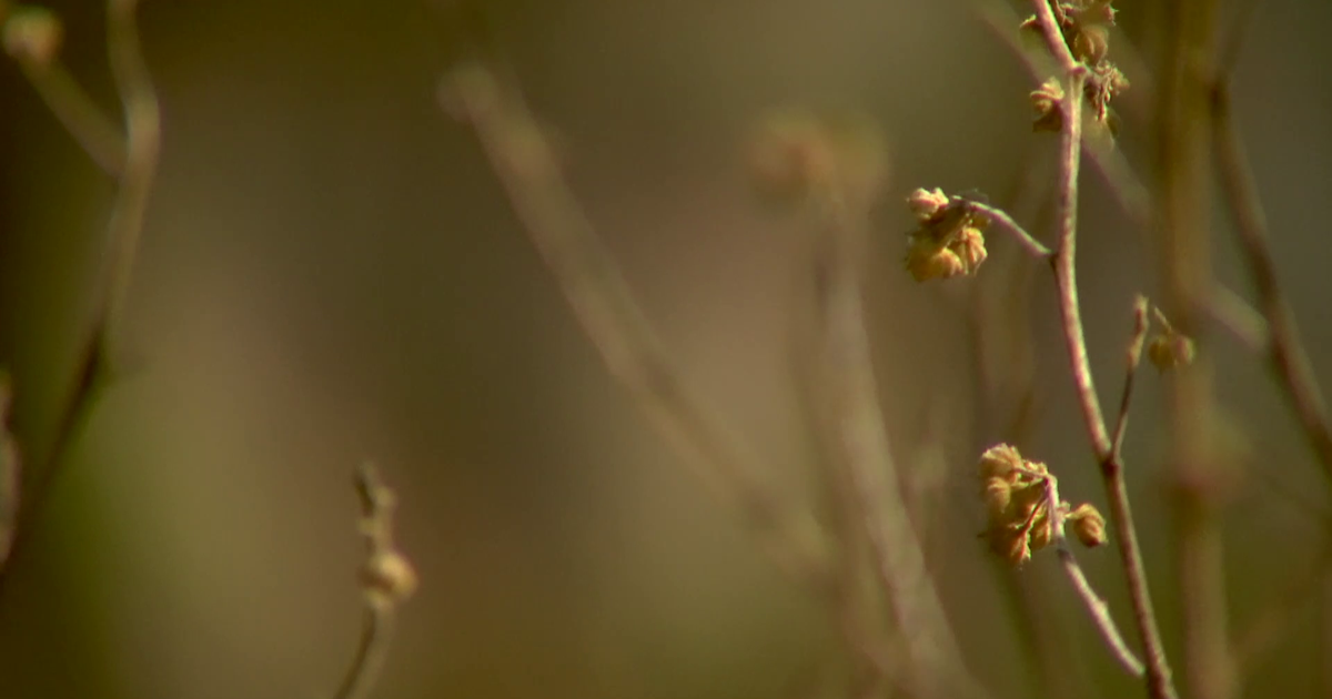 Fire crews battle active brush fire on Carolyn Lane in Lee County | Lee County