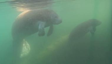 North Fort Myers residents push for expanded manatee protection zone | Lee County