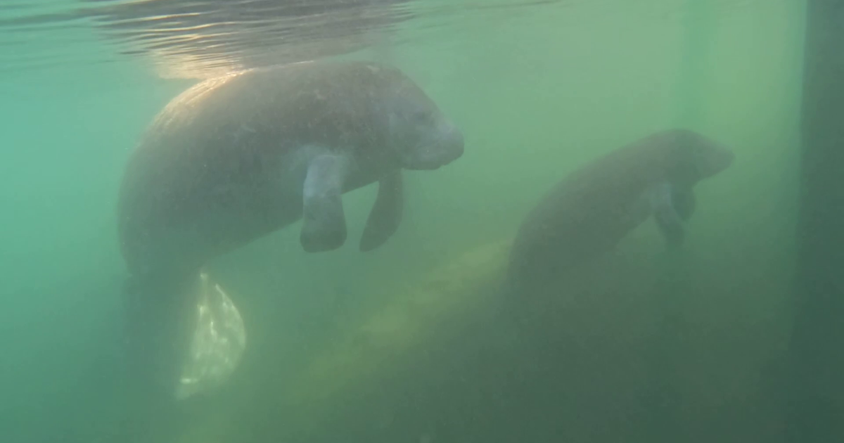North Fort Myers residents push for expanded manatee protection zone | Lee County