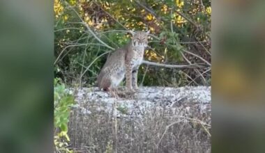 Cape Coral man warns neighbors after spotting bobcats in his backyard | Lee County