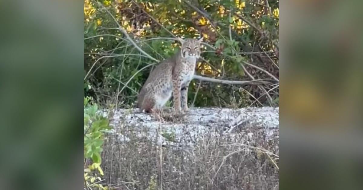Cape Coral man warns neighbors after spotting bobcats in his backyard | Lee County
