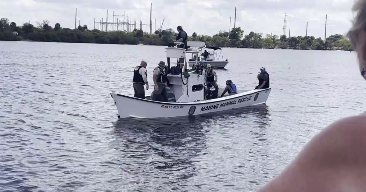 Manatee rescue mission captivates North Fort Myers residents | Lee County