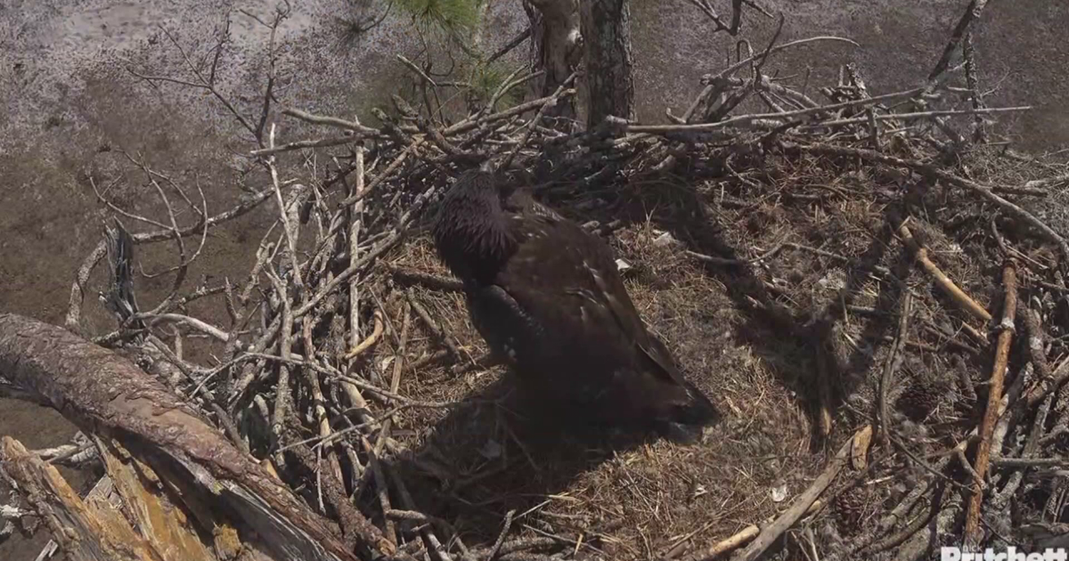 F23, cherished Southwest Florida eagle, presumed dead | Lee County