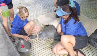 SeaWorld Orlando treats Lee County manatees after rescue | Lee County