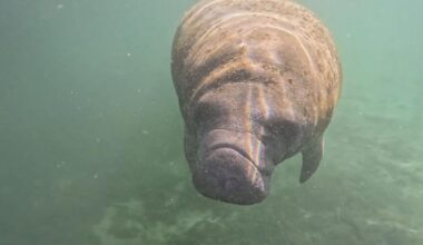 Wildlife Officials urge boaters to watch for manatees | Lee County