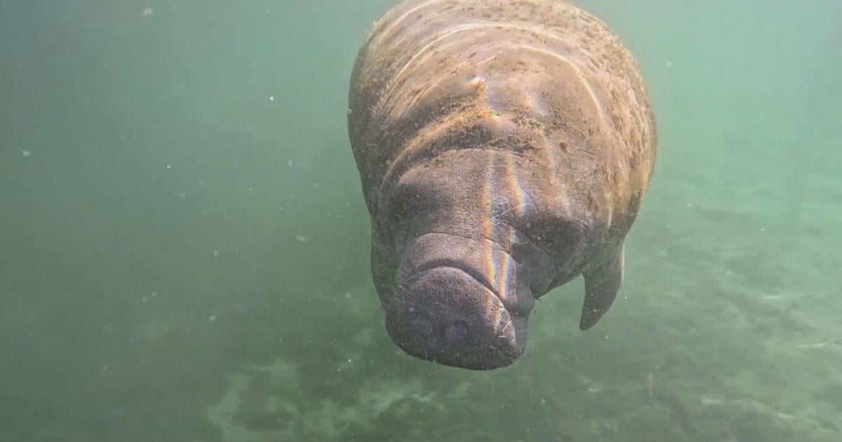 Wildlife Officials urge boaters to watch for manatees | Lee County