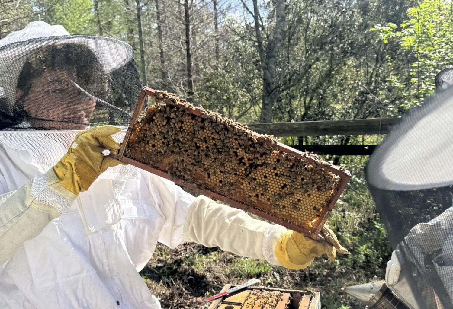 Beekeeping organization inspects hives in Arboretum for seasonal, student-led check in | Life