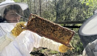 Beekeeping organization inspects hives in Arboretum for seasonal, student-led check in | Life