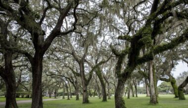 Temple Terrace approves $60K plan to restore, enhance golf course tree canopy | News