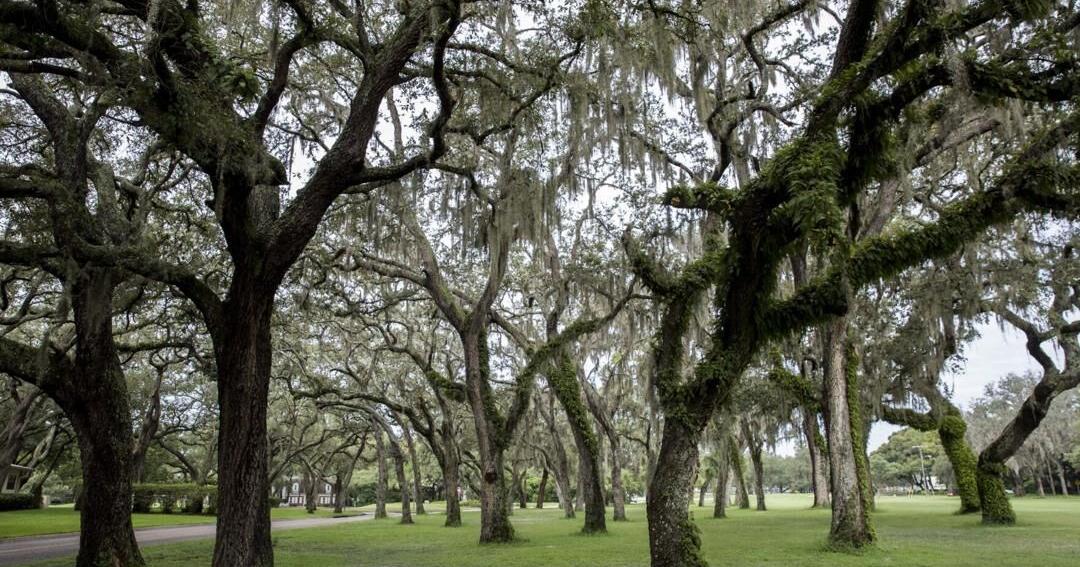 Temple Terrace approves $60K plan to restore, enhance golf course tree canopy | News
