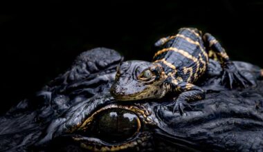 WATERLINE: Baby alligator image wins photo prize | Waterline