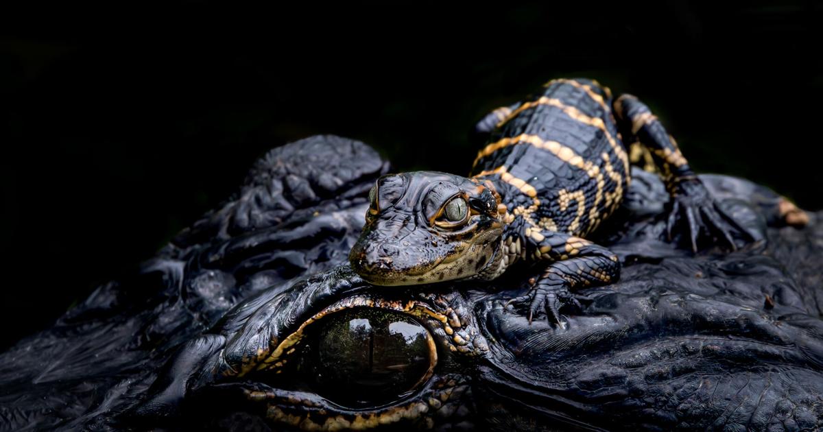 WATERLINE: Baby alligator image wins photo prize | Waterline