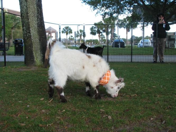 Knights of the Round Table 'karnival'  - 5