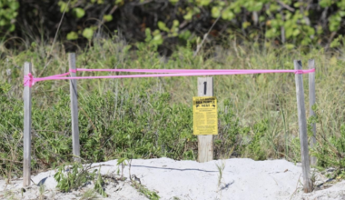 Sea turtle nesting season begins on Key Biscayne beaches | Key Biscayne