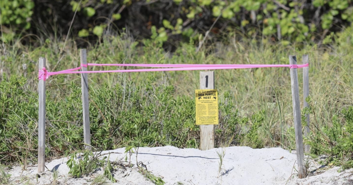 Sea turtle nesting season begins on Key Biscayne beaches | Key Biscayne