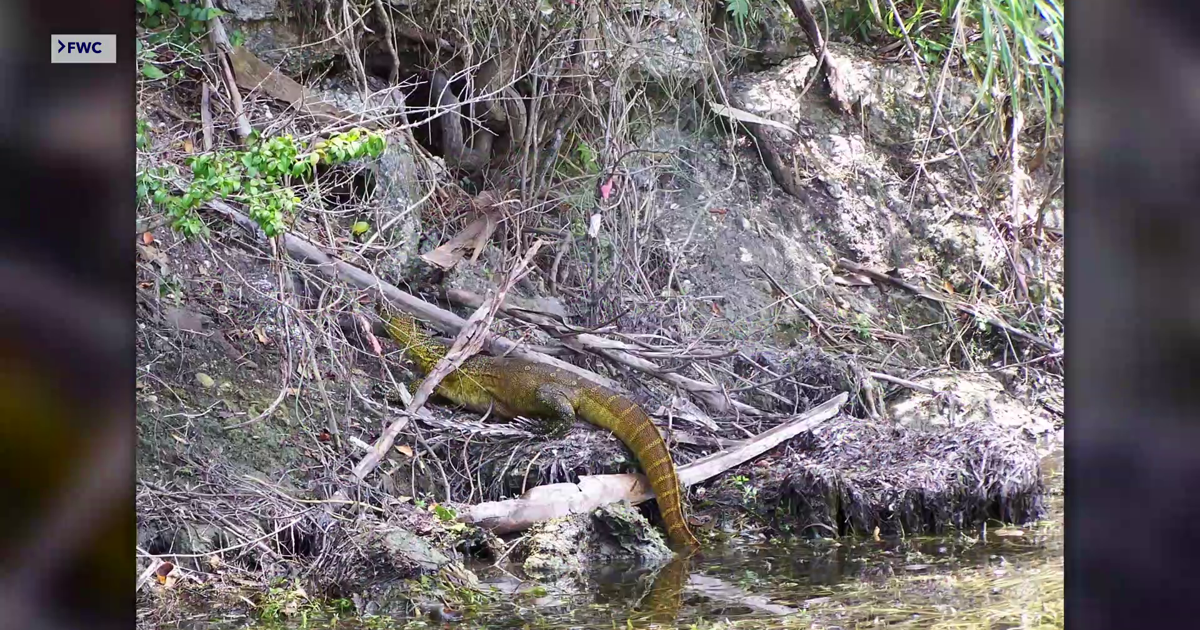 Invasive Nile monitor lizards threaten Cape Coral wildlife | Lee County