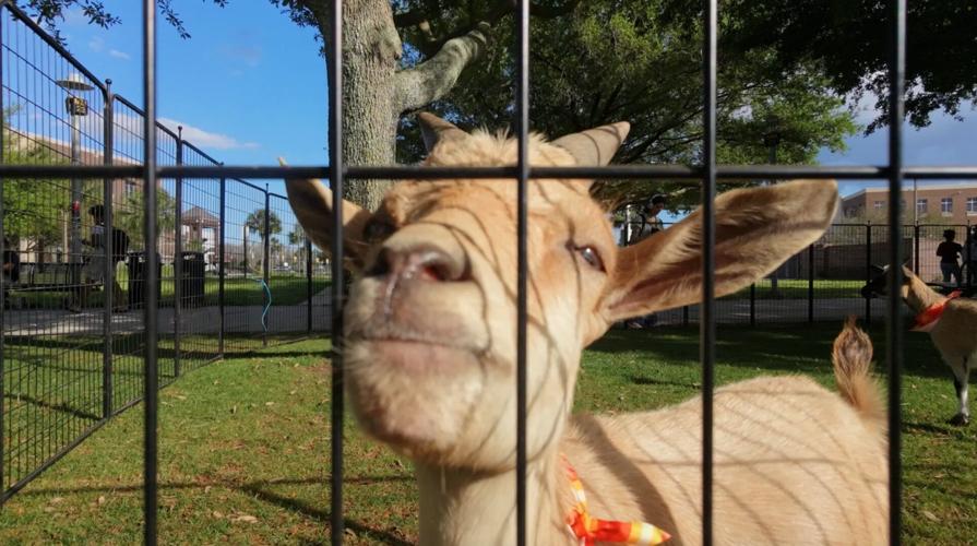 Knights of the Round Table 'karnival'  - 3