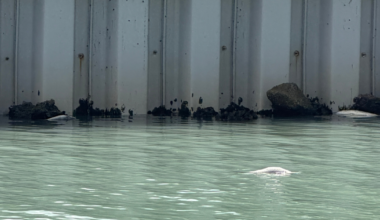 "Unusual" number of dead fish found in lagoon on Fort Myers Beach | Lee County