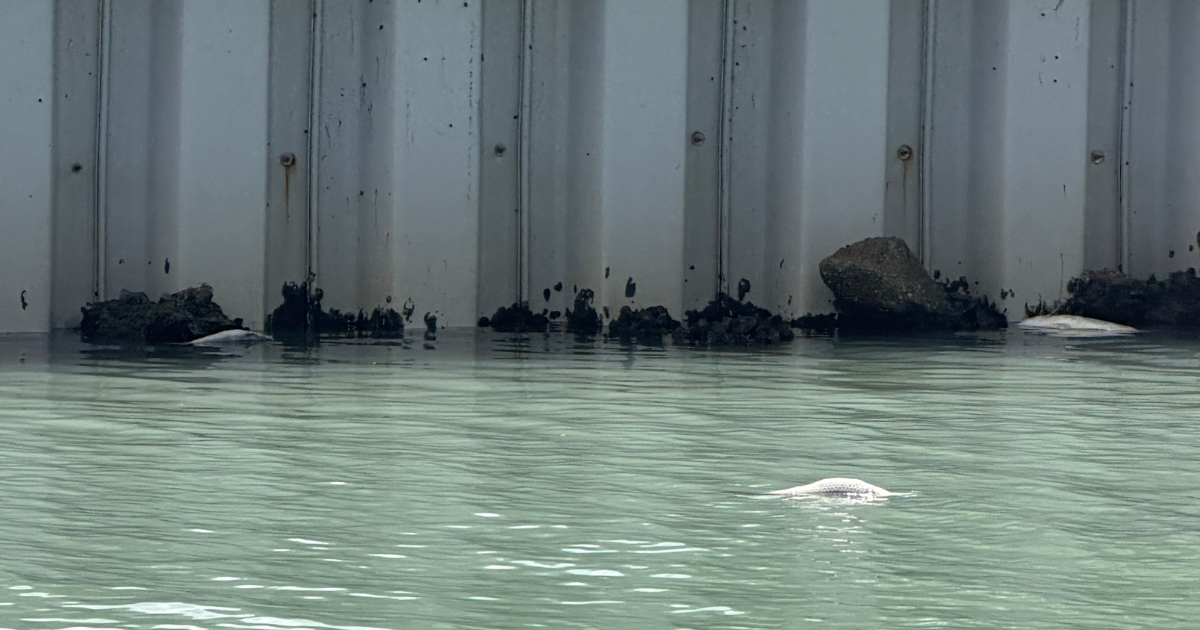 "Unusual" number of dead fish found in lagoon on Fort Myers Beach | Lee County