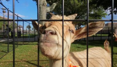 Gallery: Knights of the Round Table brings fun, furry friends to Memory Mall | Multimedia