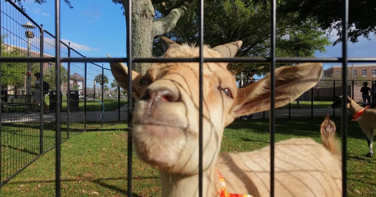 Gallery: Knights of the Round Table brings fun, furry friends to Memory Mall | Multimedia