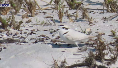 Sanibel conservationists work to shield nesting birds from beach crowds | Lee County