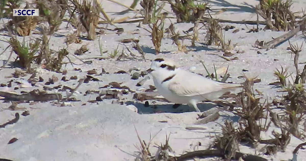 Sanibel conservationists work to shield nesting birds from beach crowds | Lee County