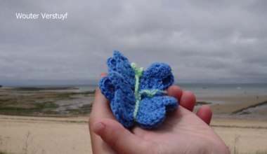 Cape Coral couple finds butterfly tribute to twins on Anna Maria Island | Lee County