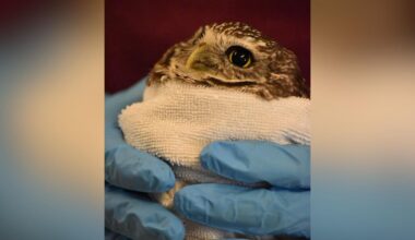 Burrowing owl recovering at CROW | News