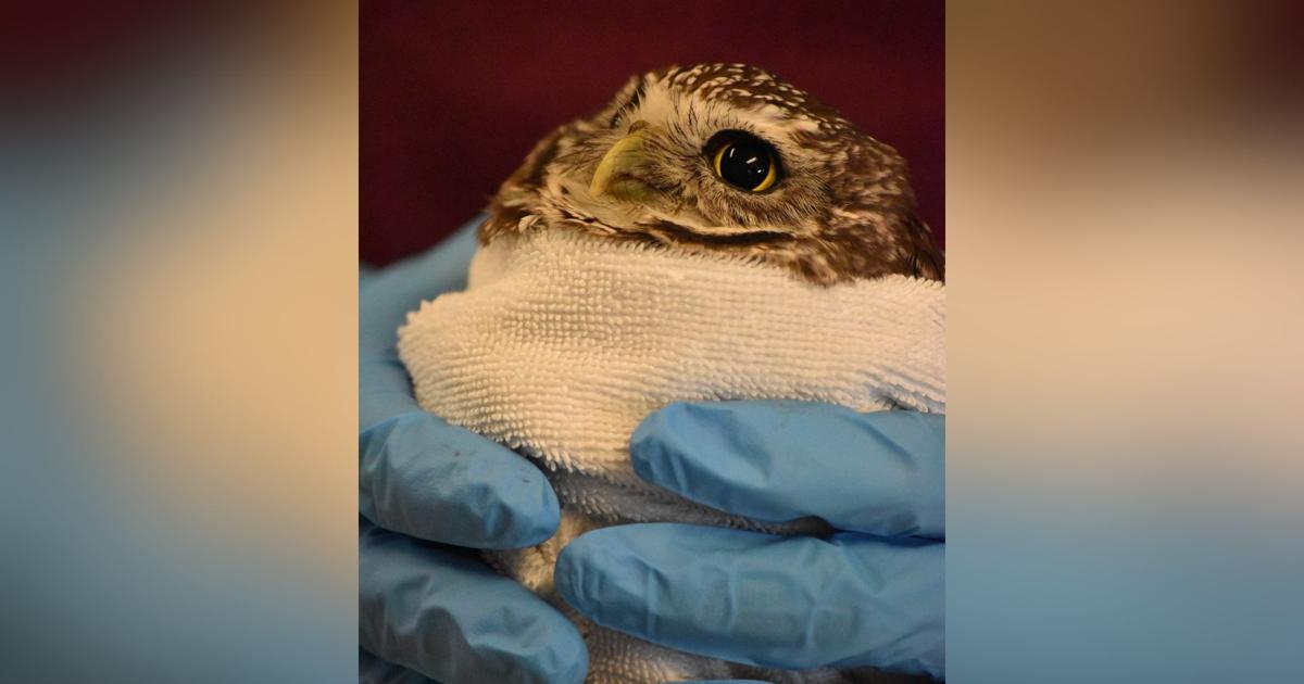 Burrowing owl recovering at CROW | News