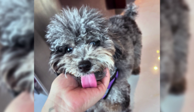 Missing dog Ella leaves Cape Coral family heartbroken during vacation | Lee County