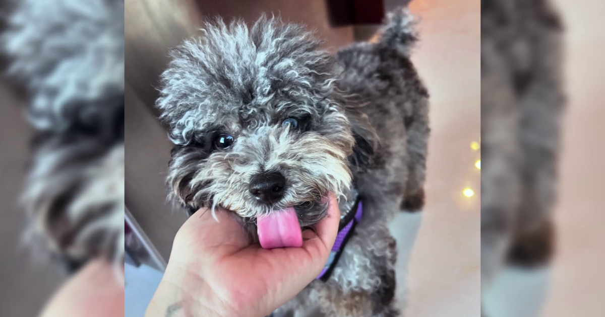 Missing dog Ella leaves Cape Coral family heartbroken during vacation | Lee County