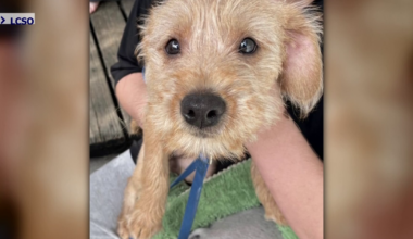 Fort Myers teen arrested for animal cruelty and assault of brother | Lee County