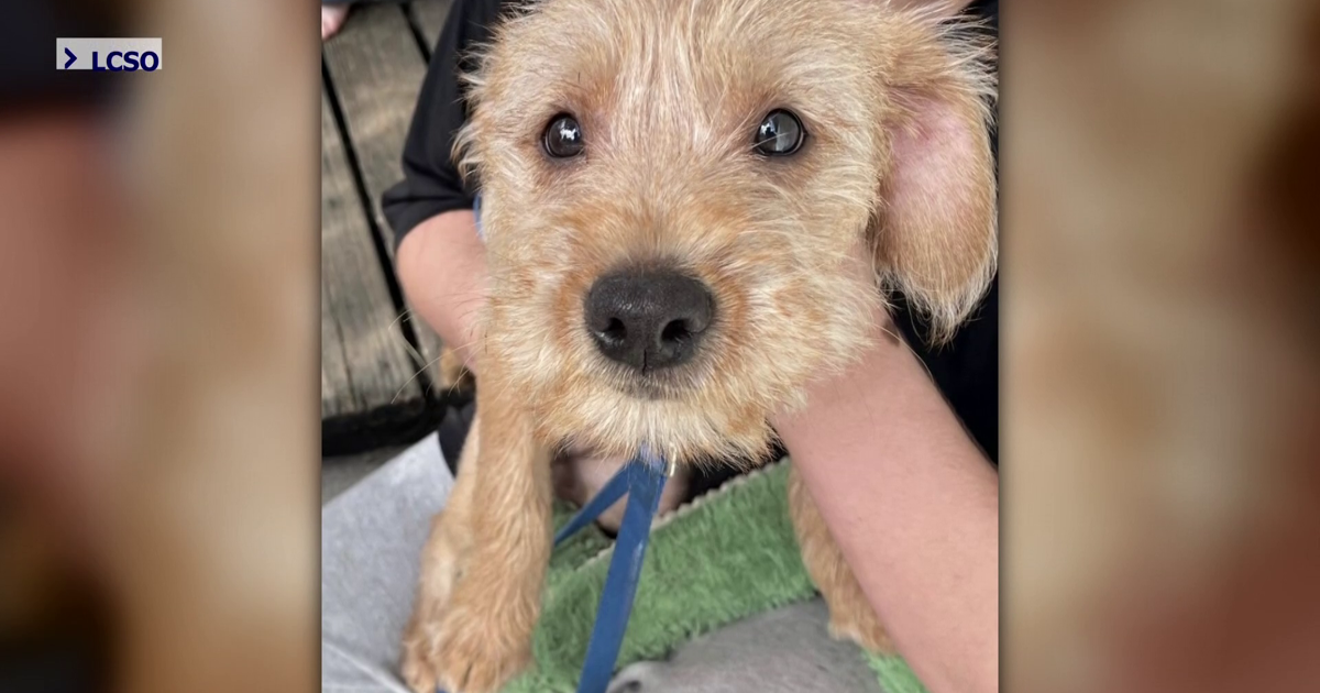 Fort Myers teen arrested for animal cruelty and assault of brother | Lee County