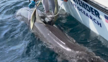 Rare 9-foot shark spotted 60 miles off Florida coast | National News