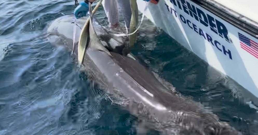 Rare 9-foot shark spotted 60 miles off Florida coast | National News