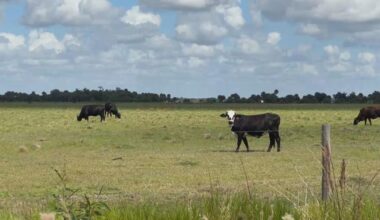 Charlotte County neighbors see hope in Florida Farm Bill | Charlotte County