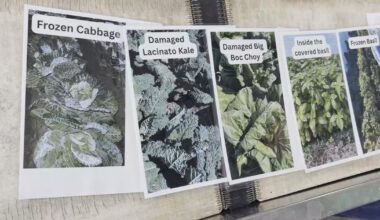 Southwest Florida farmers urged to apply for USDA relief | State