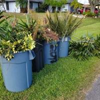 City to temporarily allow for additional yard waste collection | St. Lucie County