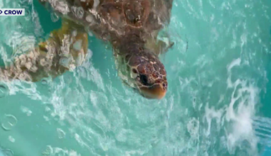 Sanibel Island unveils new sea turtle hospital to save injured wildlife | Lee County